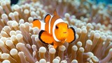A clownfish nestled within a vibrant sea anemone
