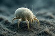 © bashkirovaphoto - A Close-Up View of a Dust Mite Highlighting Its Unique Structure and Intricate Details in a Microenvironment of Dust and Debris
