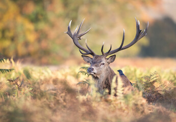Wall Mural - Portrait of a majestic red deer stag with large antlers in a meadow
