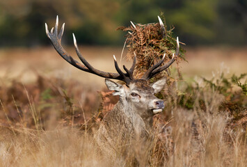 Wall Mural - Portrait of a majestic red deer stag with bracken on antlers during the rut in autumn
