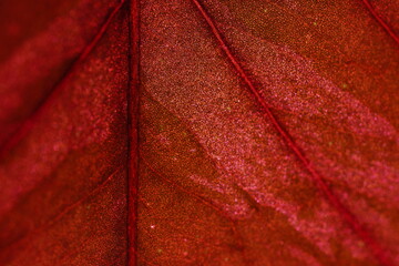 macroshot of a red leaf showing it´s intricate structure and cellpattern