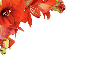 Wall Mural - red amaryllis flowers and buds in a corner arrangement isolated on white or transparent background