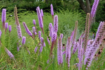 Wall Mural - Purple spikes of Liatris spicata, button snakewort ‘Floristan Violett’ in flower.