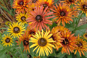 Wall Mural - Orange and yellow mixed Rudbeckia hirta ‘Chim Chiminee’, black eyed susan, in flower.