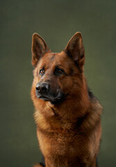 a portrait of a german shepherd with tan and black fur on a green background. the dog appears attent