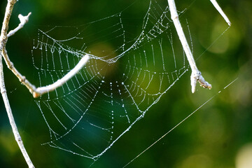 Spider web between twigs