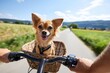 © K teo - Small dog enjoying a countryside bicycle ride on sunny day