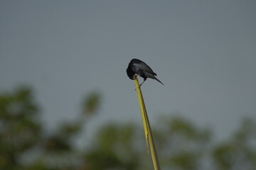 bird
