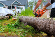 © ungvar - Service man operates chainsaw to remove large fallen tree from yard in suburban neighborhood after storm.