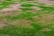 © GreenThumbShots - Patchy Lawn with Dry Brown Grass and Green Growth in Summer Heat