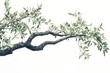 © Anyket - Olive tree branch with leaves isolated on a white background,