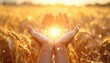 © Juri_Tichonow - Hands hold glowing sunlight in golden wheat field at harvest time symbolizing abundance gratitude nature energy and spiritual blessing