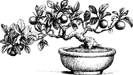 Bonsai tree with oranges in a pot. Detailed black and white vector illustration with leaves, branches, and fruit.