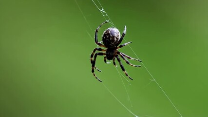 Detailed close-up of a spider dangling on its silk thread against a blurred green background.
