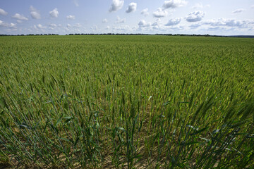 Wall Mural - spikelets. Fresh green young unripe juicy spikelets of wheat on a blurred green field. Oats, rye, barley. harvest in spring or summer, closeup of a field. agricultural field, agriculture, farmland