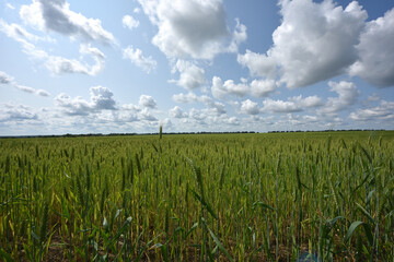 Wall Mural - spikelets. Fresh green young unripe juicy spikelets of wheat on a blurred green field. Oats, rye, barley. harvest in spring or summer, closeup of a field. agricultural field, agriculture, farmland