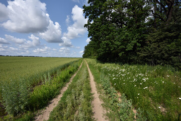 Wall Mural - spikelets. road in the field. Fresh green young unripe juicy spikelets of wheat, green field. Oats, rye, barley. harvest in spring or summer. agricultural field, agriculture, farmland, agribusiness