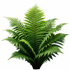 Wall Mural - A vibrant green fern plant with intricate fronds isolated against a stark black background image view