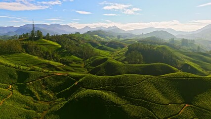 Wall Mural - Aerial ascending shot of beautiful, green, tea gardens of Munnar, in sunny India