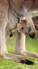Wall Mural - Vertical portrait of curious baby kangaroo joey in pouch Adelaide Hills, South Australia