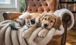 © arif - Golden retriever puppy and kitten snuggle on leather chair under a blanket