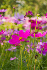 Wall Mural - Beautiful pink cosmos flowers blooming in garden,spring season.