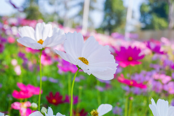 Wall Mural - Beautiful pink cosmos flowers blooming in garden,spring season.