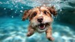 ©  Shomixer - A playful puppy joyfully swims underwater, capturing the essence of excitement and innocence in a vibrant, clear blue pool. This image embodies pure happiness and energy.