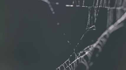 Intricate Spiderweb A Striking Monochrome Close-Up Capturing the Delicate Structure and Texture, Showcasing Natural Patterns in Detail