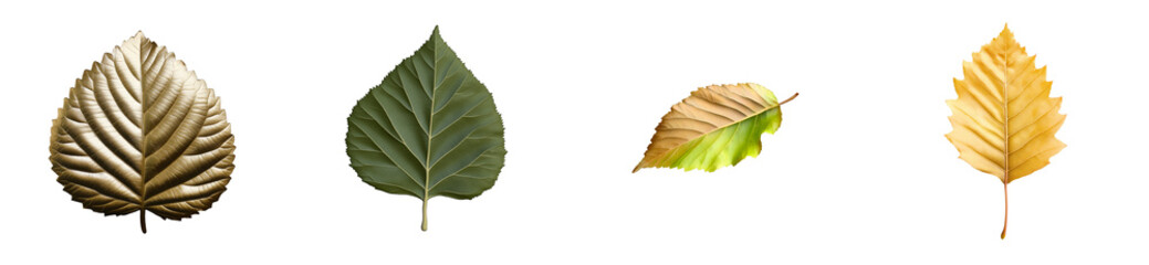 Wall Mural - Collection of four isolated leaf images on transparent background, cut out