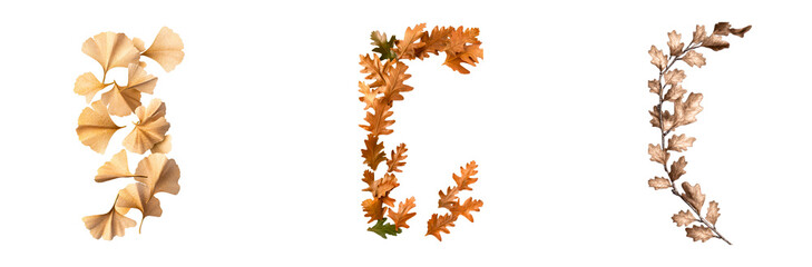 Wall Mural - Autumn Leaf Collection Transparent Background, cut out