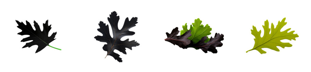 Wall Mural - Four distinct oak leaves, including dark red, green, and yellow hues, isolated on a white void, cut out