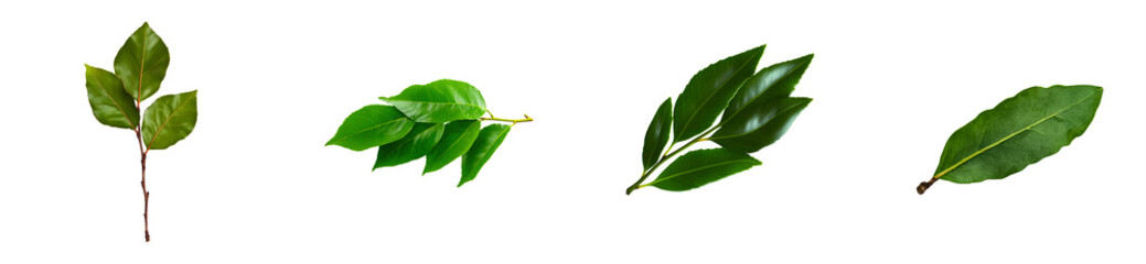 Wall Mural - Four green leaves on transparent background image, cut out