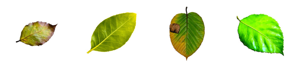 Wall Mural - Collection of Four Leaves with Varied Autumn Colors and Textures, cut out