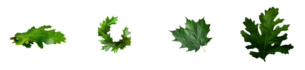 Wall Mural - Four green oak leaves with water droplets, cut out