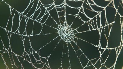 Dew-kissed spiderweb