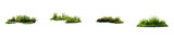Set of varied wetland vegetation elements on transparent background, cut out