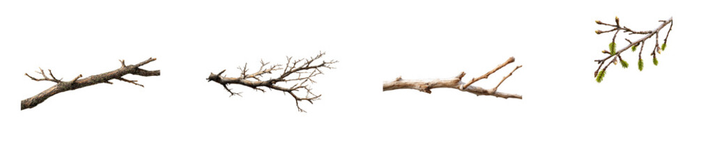 Assortment of bare tree branches with emerging buds and pine needles, cut out