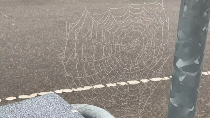 Dew-kissed spiderweb in Graal-Müritz: a delicate balance of nature's art.