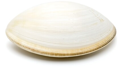 Minimal 4K top-down capture of a white shell, 35mm optics and diffused light highlighting pearlescent texture and clean background