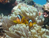 Two clownfish nestled in an anemone