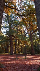 Wall Mural - fallen autumn leaves carpeting forest ground near wooden bench, sunlight casting golden shadows thro