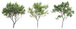 © Rawpixel.com - PNG Three lush green trees, element set on transparent background