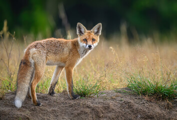 Wall Mural - Cute young red fox ( Vulpes vulpes )