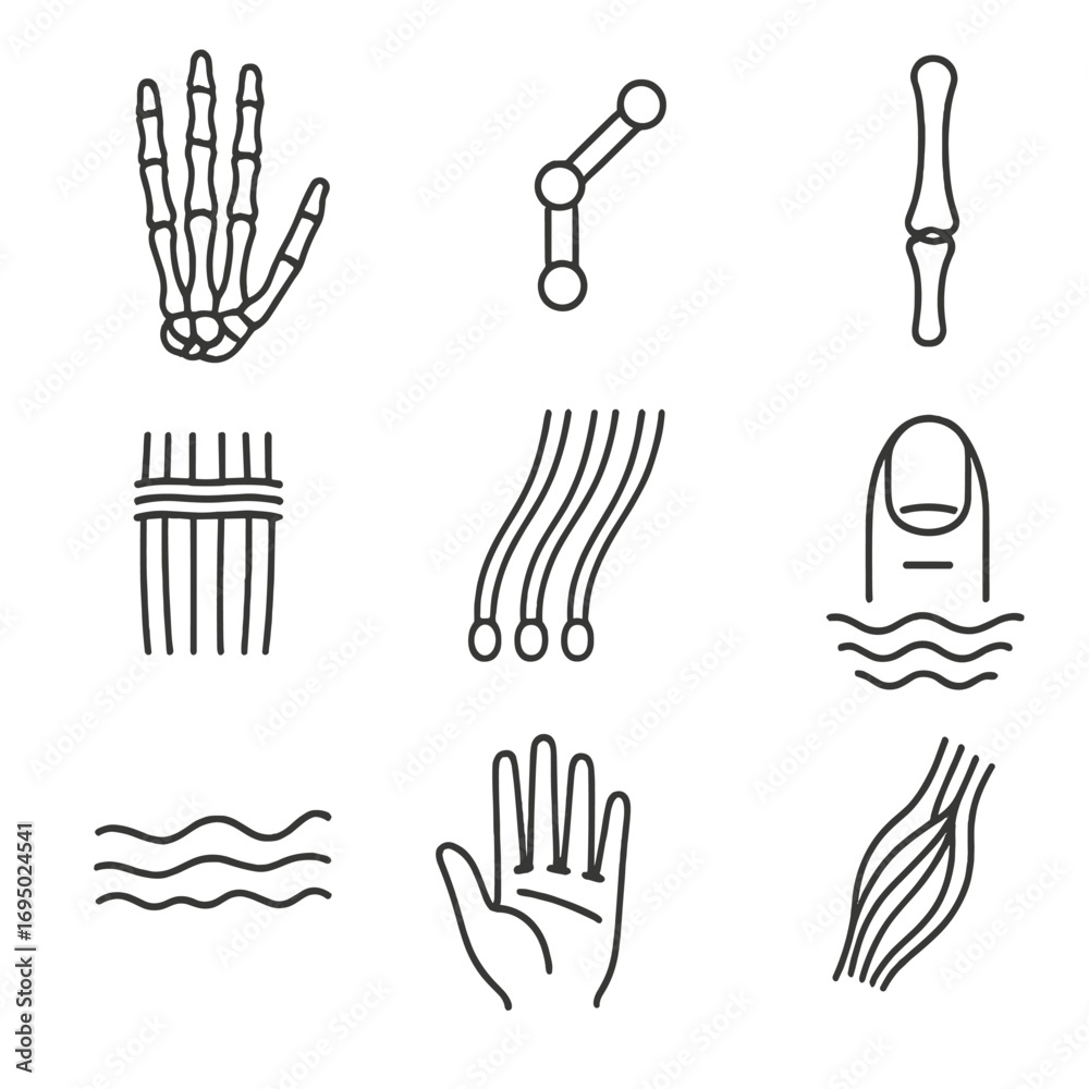 Hand Anatomy Icons. Line style icons of hand anatomy: palm structure ...