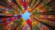 © MdMoklesur - Vibrant Autumn Forest Canopy Looking Up. Colorful Red Orange Yellow Fall Foliage Frames a Bright Blue Sky. Nature Landscape View.