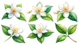 A collection of detailed watercolor illustrations featuring white jasmine flowers and lush green leaves, arranged in a symmetrical layout against a pure white background.