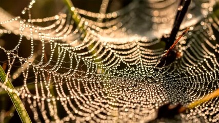 Close-up of a spiderweb covered in morning dew drops glistening in the sunlight.