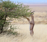 Gerenuk antelope (Litocranius walleri) male standing upright while eating acacia leaves, Amboseli National Park, Kenya.