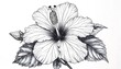 © Cica - Detailed black and white line drawing of a hibiscus flower and leaves, showcasing intricate details and a delicate composition.